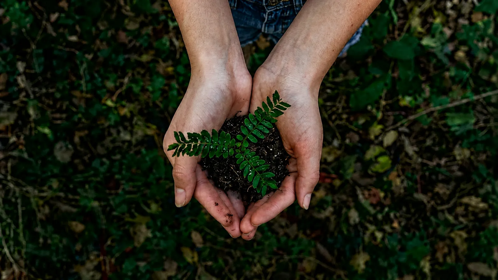 Hands holding soil and a small green seedling